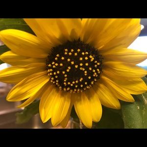 Meet your Posher, Judy